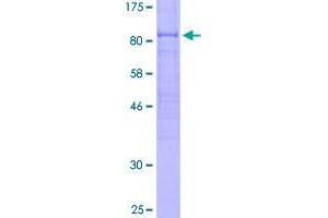 Image no. 1 for CDC14 Cell Division Cycle 14 Homolog A (CDC14A) (AA 1-594) protein (GST tag) (ABIN1348765)