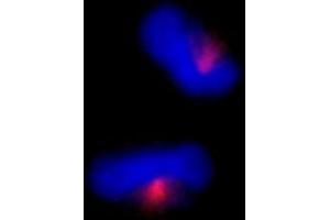 Immunofluorescence (IF) image for anti-Centrosomal Protein 170kDa (CEP170) (C-Term) antibody (ABIN7448386) (CEP170 anticorps  (C-Term))