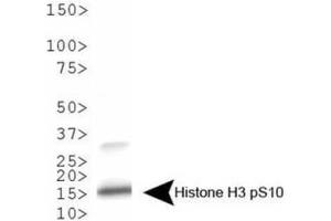 Western Blot of Rabbit Anti-Histone H3 [p Ser10] Antibody.