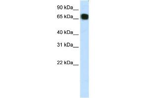 WB Suggested Anti-ZFP64 Antibody Titration:  1.