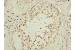 Immunohistochemistry of paraffin-embedded human testis tissue using ABIN7162226 at dilution of 1:100 (PLAC1L anticorps  (AA 74-158))