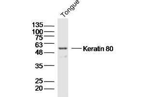 Mouse tongue lysates probed with Keratin 80 Polyclonal Antibody, Unconjugated  at 1:300 dilution and 4˚C overnight incubation. (KRT80 anticorps  (AA 101-200))