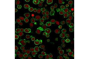 Immunofluorescence Analysis of PFA-fixed Jurkat cells labeling CD45RA with CD45 Monoclonal Antibody (PTPRC/1461) followed by Goat anti-Mouse IgG-CF488 (Green).