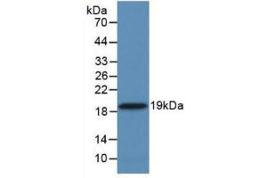 Figure. (PPIA anticorps  (AA 2-165))