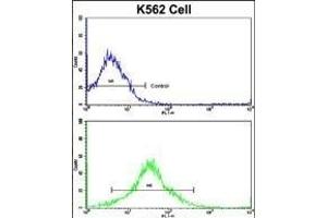 Flow cytometric analysis of K562 cells using P19 Antibody (C-term)(bottom histogram) compared to a negative control cell (top histogram). (MMP19 anticorps  (C-Term))
