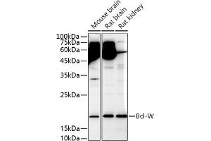 Western blot analysis of extracts of various cell lines, using Bcl-W antibody (ABIN3021580, ABIN3021581, ABIN3021582 and ABIN6215267) at 1:1000 dilution. (BCL2L2 anticorps  (AA 1-193))