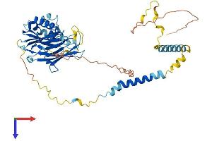 AlphaFold protein structure predicition of Mouse Recombinant Sgce Protein, UniprotID O70258