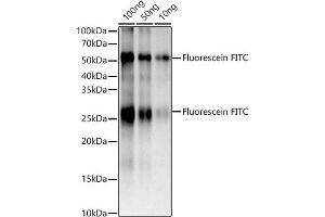 The Fluorescein FITC rabbit monoclonal antibody (ABIN7267219) are tested in Western blot against FITC Goat Anti-Mouse IgG (H+L),Secondary antibody: HRP Goat Anti-Rabbit IgG (H+L) (ABIN1684268 and ABIN3020597) at 1:10000 dilution. (FITC anticorps)