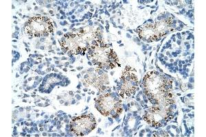 PDCD8 antibody was used for immunohistochemistry at a concentration of 4-8 ug/ml to stain Epithelial cells of renal tubule (arrows) in Human Kidney.