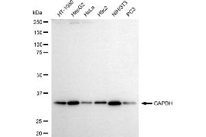 Western blotting analysis using GAPDH antibody (ABIN7798768). (Recombinant GAPDH anticorps)