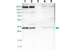 Western blot analysis of Lane 1: RT-4 Lane 2: U-251 MG Lane 3: Human Plasma Lane 4: Liver Lane 5: Tonsil with SYF2 polyclonal antibody . (SYF2 anticorps)