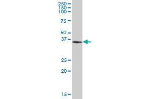 NUDT9 MaxPab polyclonal antibody.