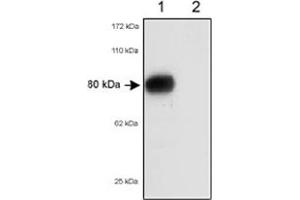 Western blot analysis of Scarb1/Scarb2 in 80 ug of total mouse liver lysates using Scarb1/Scarb2 polyclonal antibody . (SCARB1 anticorps)
