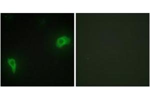Immunofluorescence (IF) image for anti-Docking Protein 7 (DOK7) (AA 10-59) antibody (ABIN2889627) (DOK7 anticorps  (AA 10-59))