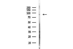 Western blot analysis of lysates from Rat liver, using beta Catenin Antibody at 1/1000 dilution.