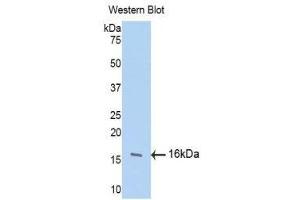 Western Blotting (WB) image for anti-Fibroblast Growth Factor 13 (FGF13) (AA 108-227) antibody (ABIN1175861) (FGF13 anticorps  (AA 108-227))