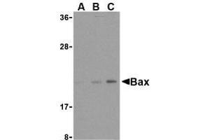 Western blot analysis of Bax in HL-60 cell lysates with AP30125PU-N Bax antibody at (A) 1, (B) 2, and (C) 4 μg/ml. (BAX anticorps  (N-Term))