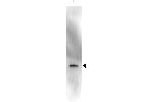 Western Blot of Anti-GFP Antibody Peroxidase Conjugate. (GFP anticorps  (AA 246) (HRP))