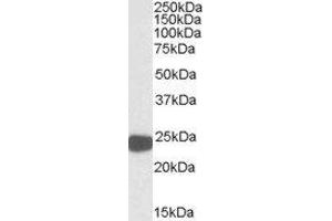 ABIN2564697 (0. (Peroxiredoxin 1 anticorps  (Internal Region))