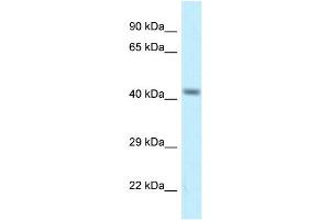 WB Suggested Anti-Cacng8 Antibody   Titration: 1. (CACNG8 anticorps  (Middle Region))