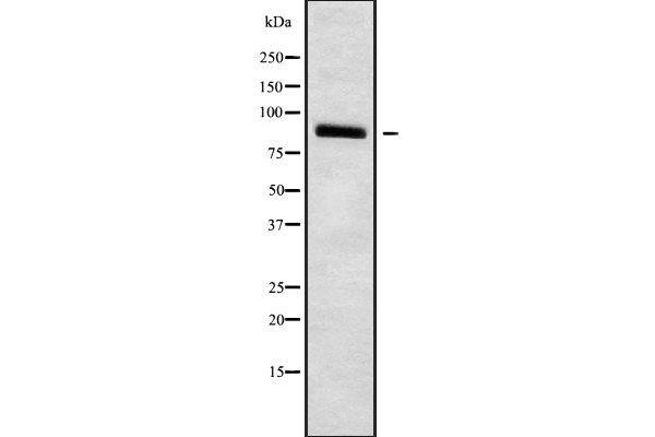 HCN3 anticorps  (C-Term)