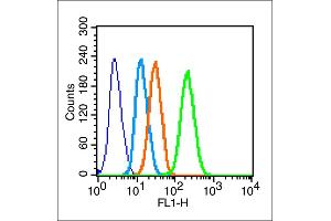 Hela cells probed with Connexin 43 Polyclonal Antibody, unconjugated  at 1:100 dilution for 30 minutes compared to control cells (blue) and isotype control (orange) (Connexin 43/GJA1 anticorps  (AA 211-260))