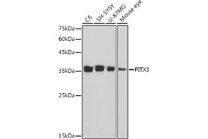 Western blot analysis of extracts of various cell lines, using PITX3 antibody (ABIN7269380) at 1:1000 dilution. (PITX3 anticorps)