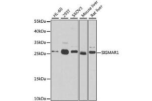 Western blot analysis of extracts of various cell lines, using SIGMAR1 antibody.