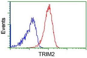 Image no. 2 for anti-Tripartite Motif Containing 2 (TRIM2) (AA 1-100), (AA 645-744) antibody (ABIN1490540) (TRIM2 anticorps  (AA 1-100, AA 645-744))