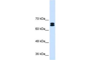 Western Blotting (WB) image for anti-Solute Carrier Family 9, Subfamily A (NHE9, Cation Proton Antiporter 9), Member 9 (SLC9A9) antibody (ABIN2462783) (SLC9A9 anticorps)