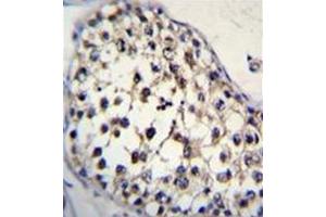Immunohistochemistry analysis in formalin fixed and paraffin embedded human testis tissue reacted with FUT8 Antibody (Center) followed by peroxidase conjugation of the secondary antibody and DAB staining.