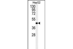Western blot analysis of NR5A1 Antibody (N-term). (NR5A1 anticorps  (N-Term))