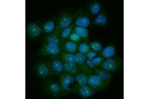 IF analysis of TRF1/TERF1 using anti-TRF1/TERF1 antibody (ABIN7599802). (TRF1 anticorps  (AA 119-341))