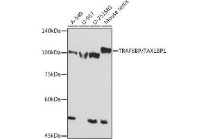 Western blot analysis of extracts of various cell lines, using TRBP/TBP1 Rabbit mAb (ABIN7270740) at 1:1000 dilution. (TAX1BP1 anticorps)