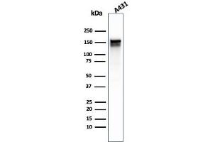 Western Blot Analysis of A431 cell lysate using EGFR Mouse Monoclonal Antibody (GFR/1667). (EGFR anticorps)
