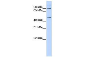 C21ORF13 antibody used at 1 ug/ml to detect target protein. (LCA5L anticorps)