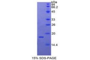 SDS-PAGE analysis of Chicken BMP4 Protein. (BMP4 Protéine)