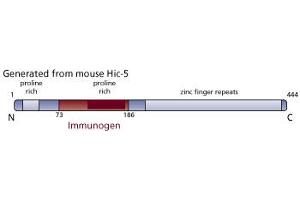 Image no. 3 for anti-Transforming Growth Factor beta 1 Induced Transcript 1 (TGFB1I1) (AA 73-186) antibody (ABIN968401) (TGFB1I1 anticorps  (AA 73-186))