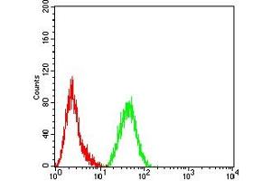 Flow cytometric analysis of Hela cells using VIM mouse mAb (green) and negative control (red).