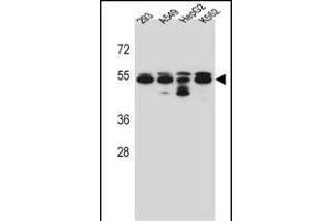 TUBB8 Antibody (N-term) (ABIN657172 and ABIN2837904) western blot analysis in 293,A549,HepG2,K562 cell line lysates (35 μg/lane).