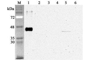 Western blot analysis using anti-Sirtuin 2 (human), mAb (S2R233-1)  at 1:4'000 dilution. (SIRT2 anticorps)