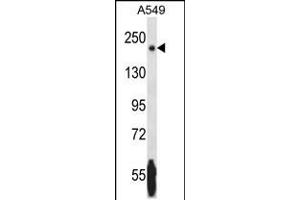 Western blot analysis in A549 cell line lysates (35ug/lane). (NRK anticorps  (AA 721-750))