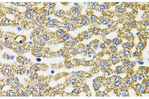 Immunohistochemistry of paraffin-embedded Rat liver using EPO Polyclonal Antibody