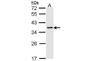 WB Image Sample (30 ug of whole cell lysate) A: Hela 12% SDS PAGE antibody diluted at 1:1000 (SMN1 anticorps)