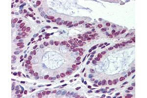 Anti-NR1H3 / LXR Alpha antibody IHC of human colon.