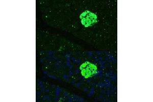 Immunofluorescence analysis of mouse pancreas using SFRP5 Polyclonal Antibody (ABIN7270181) at dilution of 1:100 (40x lens). (SFRP5 anticorps  (AA 30-317))