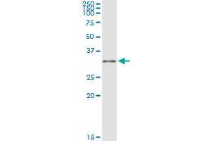 MYD88 MaxPab rabbit polyclonal antibody. (MYD88 anticorps  (AA 1-296))