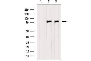 Western blot analysis of extracts from various samples, using PKC delta Antibody. (PKC delta anticorps)