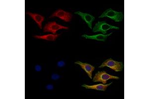 ABIN7094640 and ABIN7098690 staining Hela cells by IF/ICC. (ITIH2 anticorps  (C-Term))