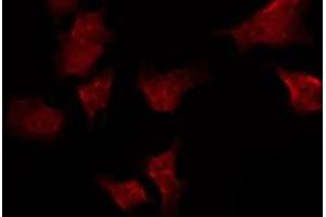 ABIN6275478 staining Hela by IF/ICC. (RGS10 anticorps  (Internal Region))